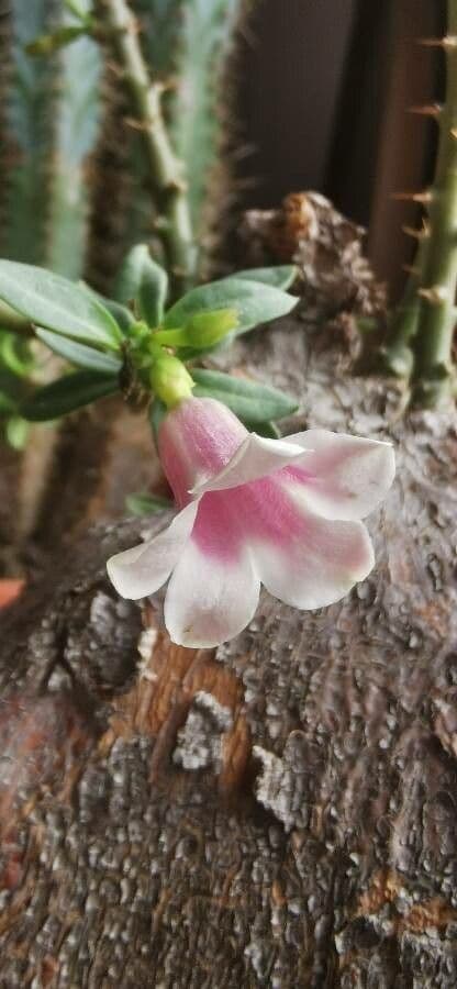 Pachypodium
