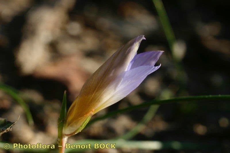 Romulea bulbocodium 4