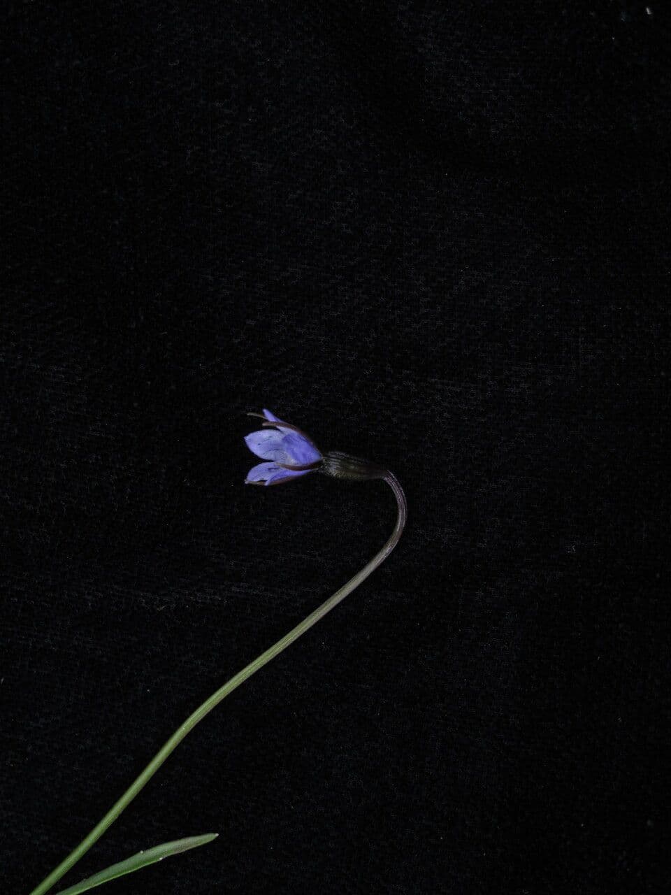 Campanula 4