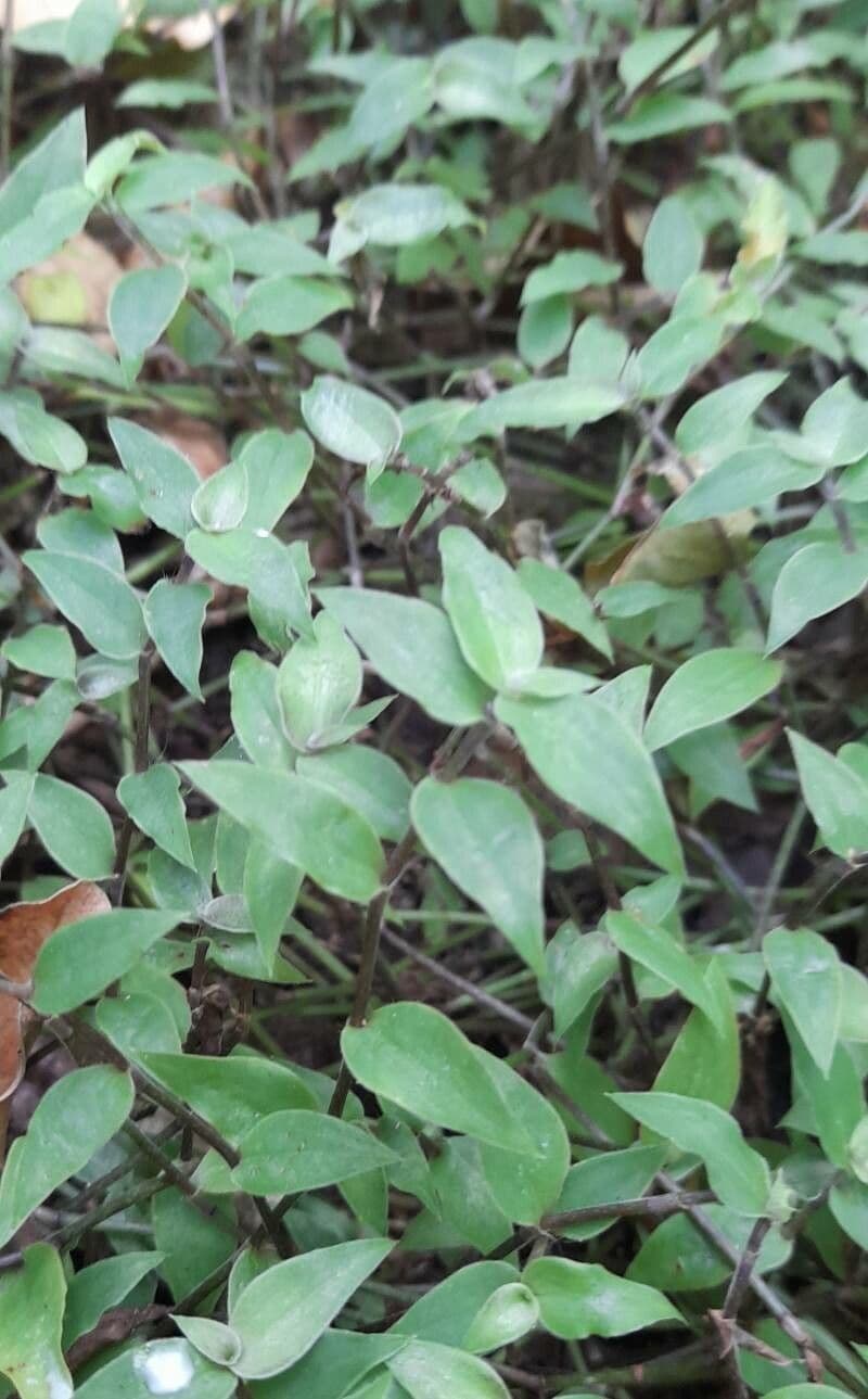 Callisia
