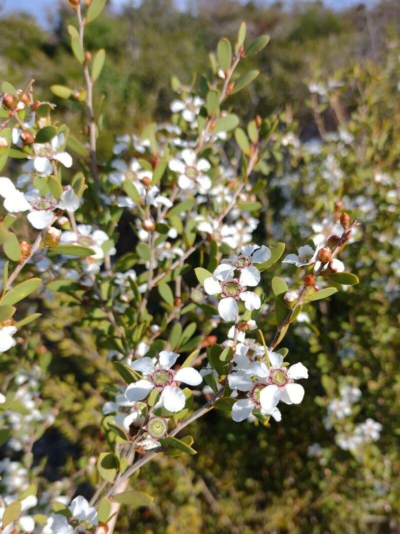 Leptospermum laevigatum 12