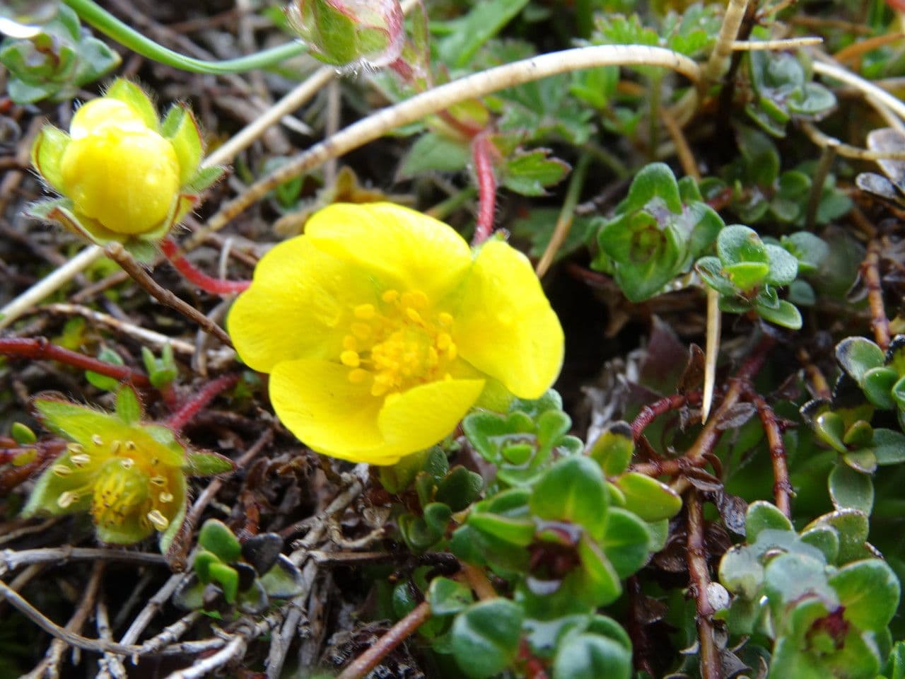 Potentilla pyrenaica 4