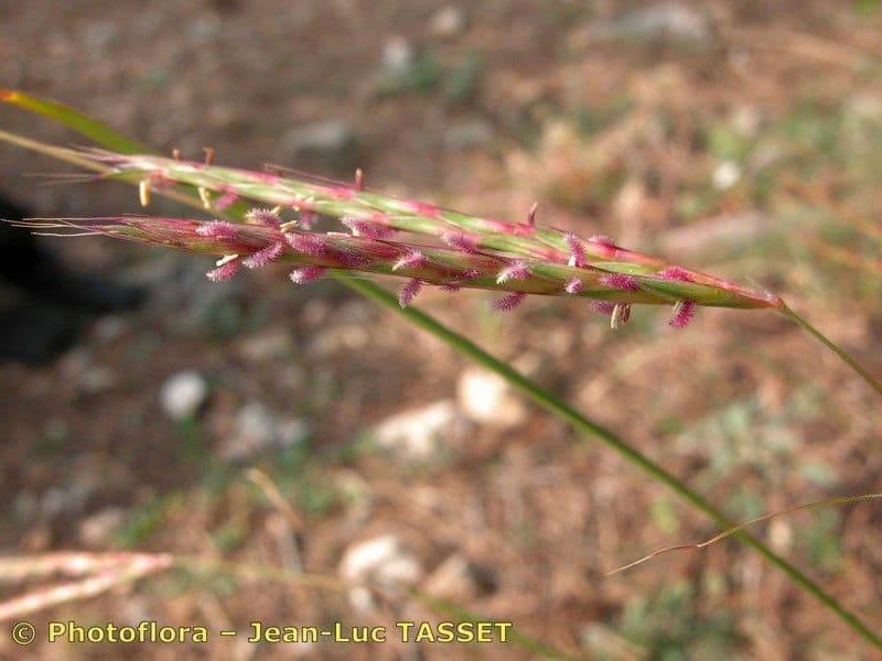 Buschiger Bartgras 5