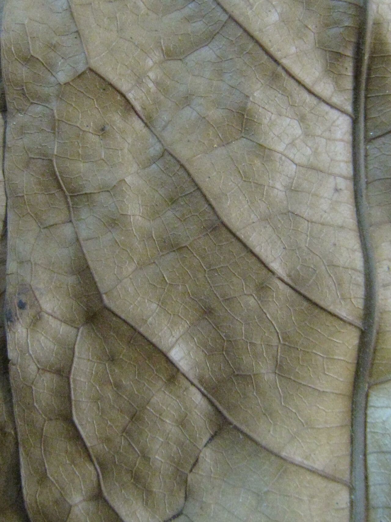 Duguetia 2