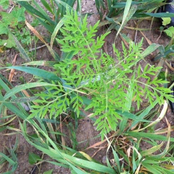 Ambrózia palinolistá 14