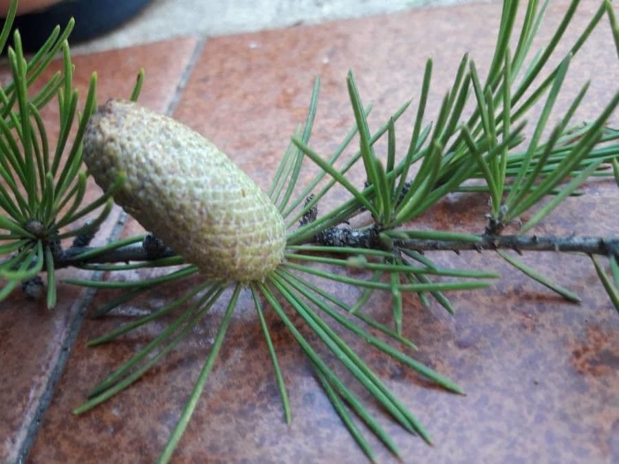 Cedro dell'Himalaya 28