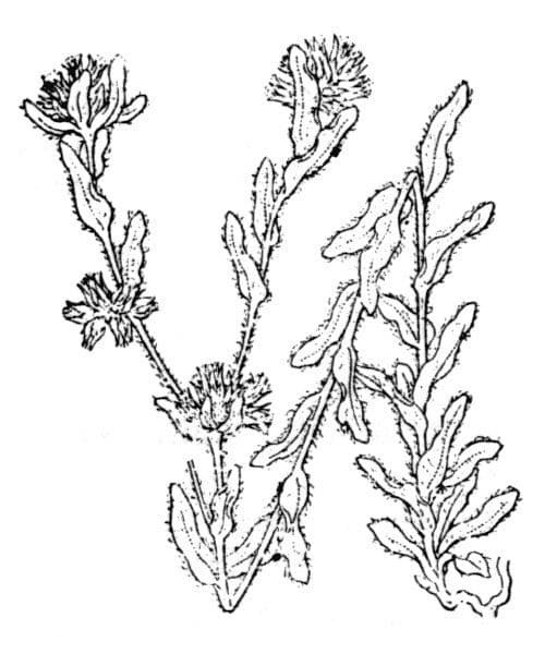 Filago lutea 12
