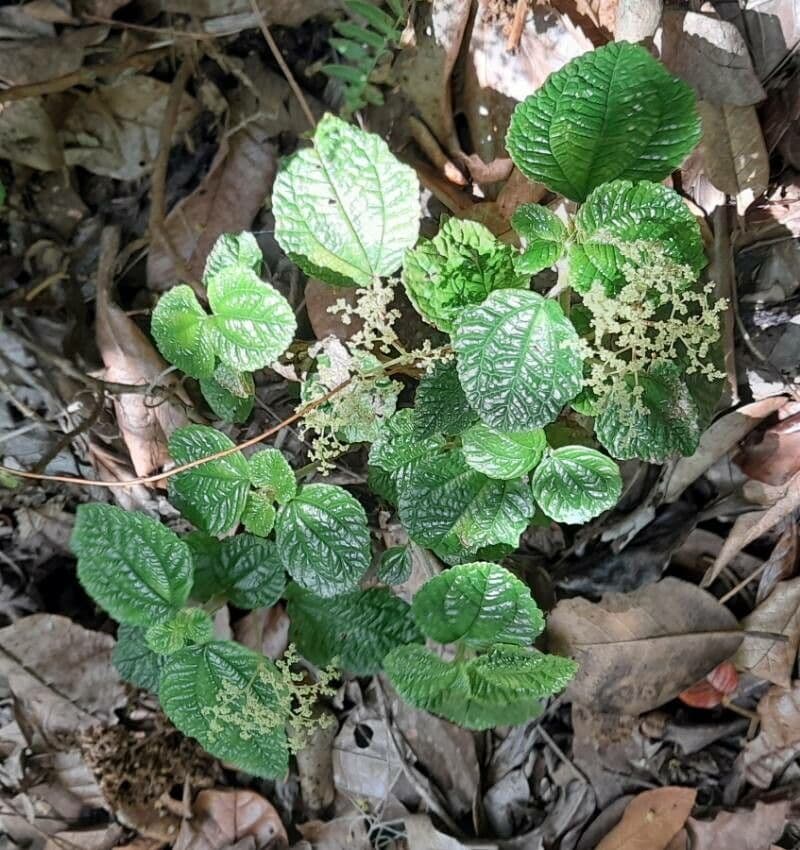 Pilea 2