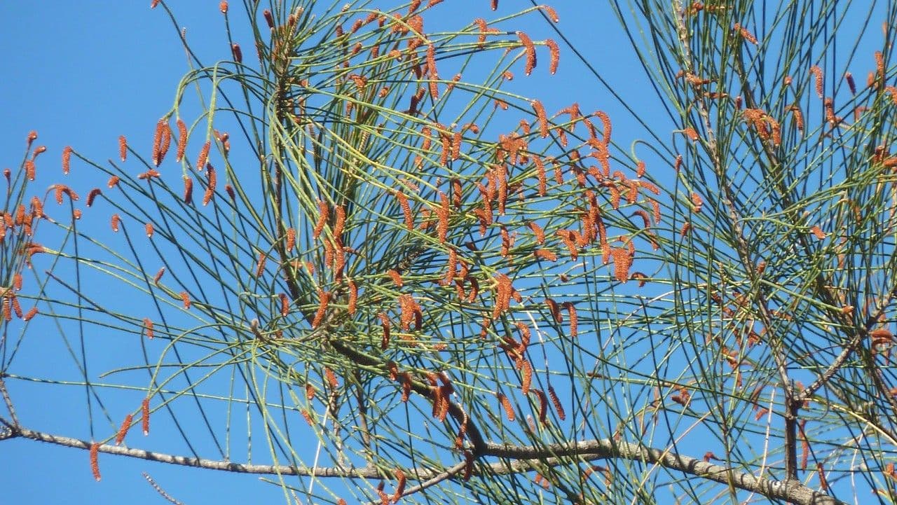 Allocasuarina glauque 3