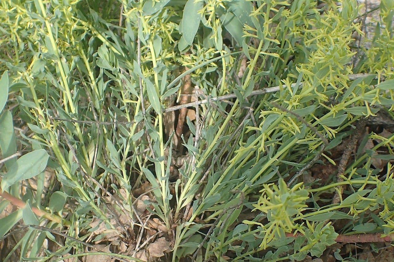 Thymelaea sanamunda 14