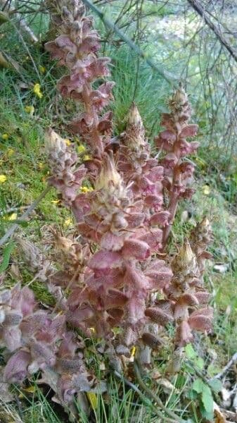 Orobanche del ginestrone 11