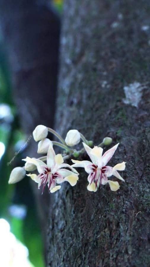 Cacao 6