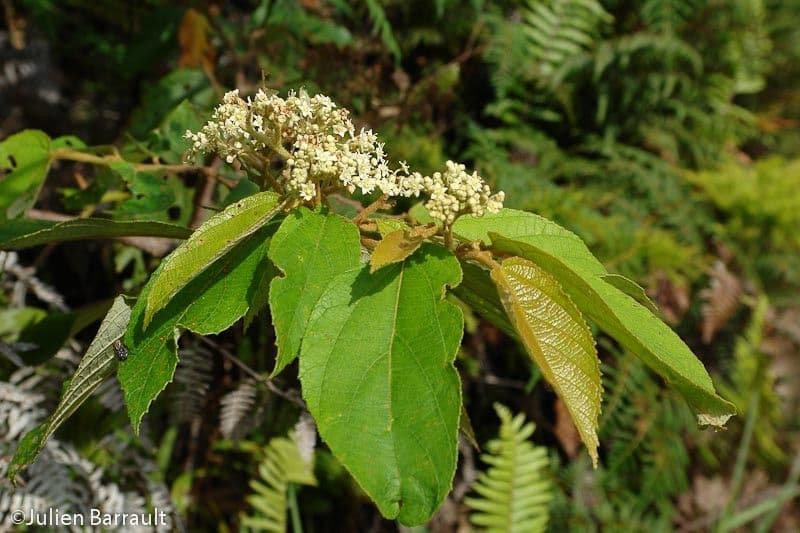 Commersonia bartramia 12
