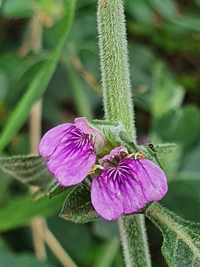 Akanthius diplopteroidny 2