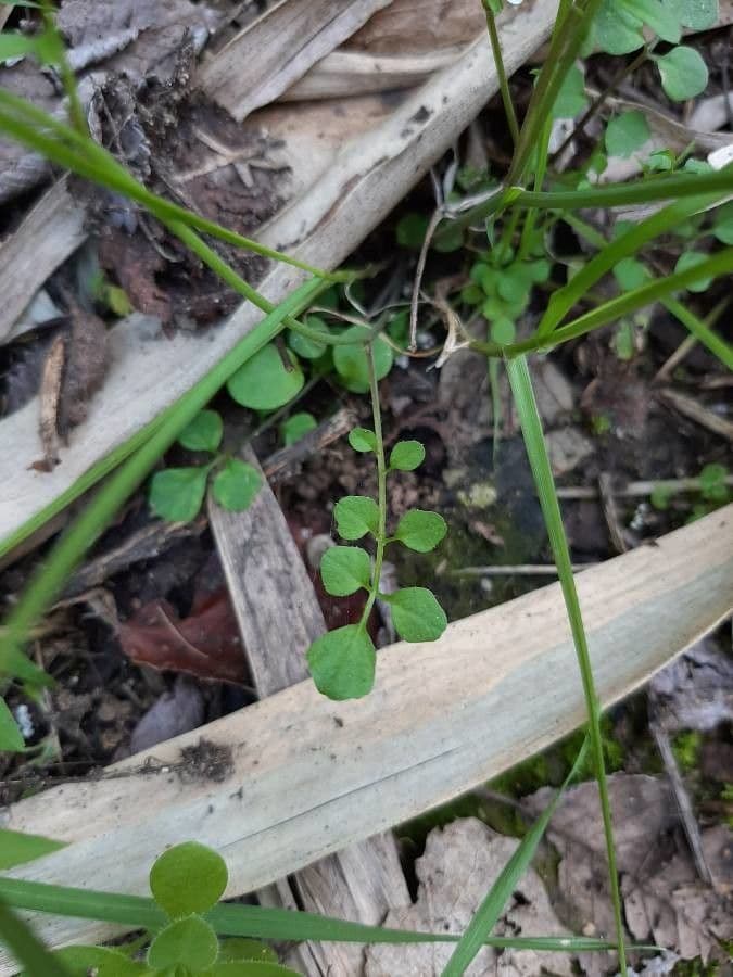 Cardamine parviflora 18