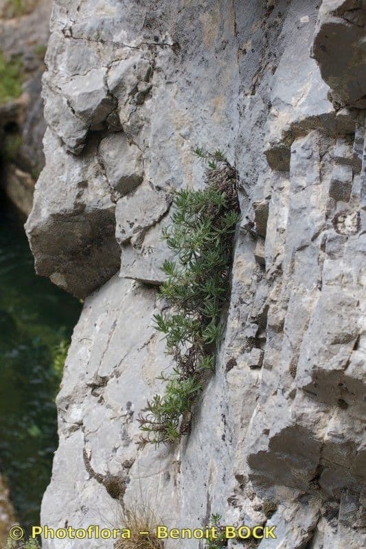 Glandora diffusa 17