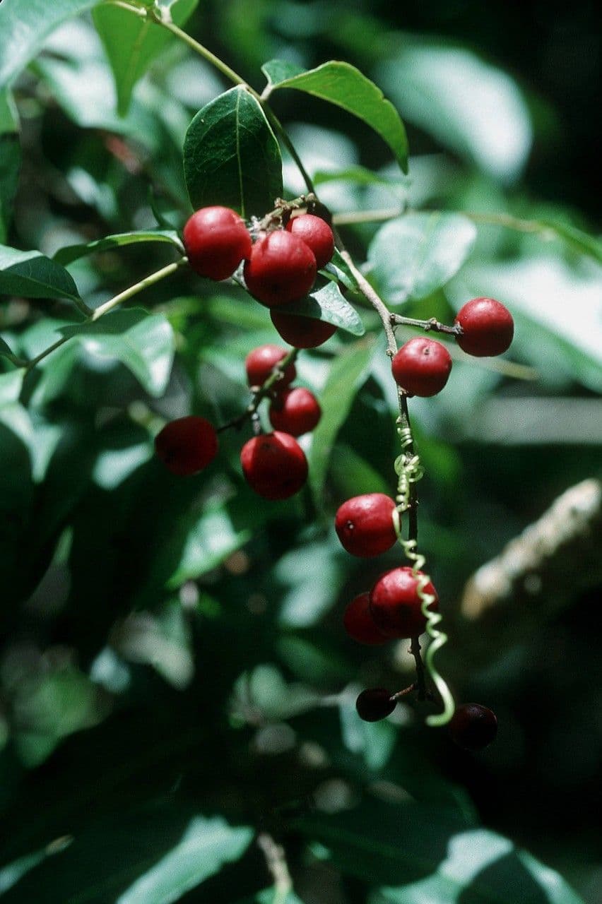 Picramnia pentandra 5