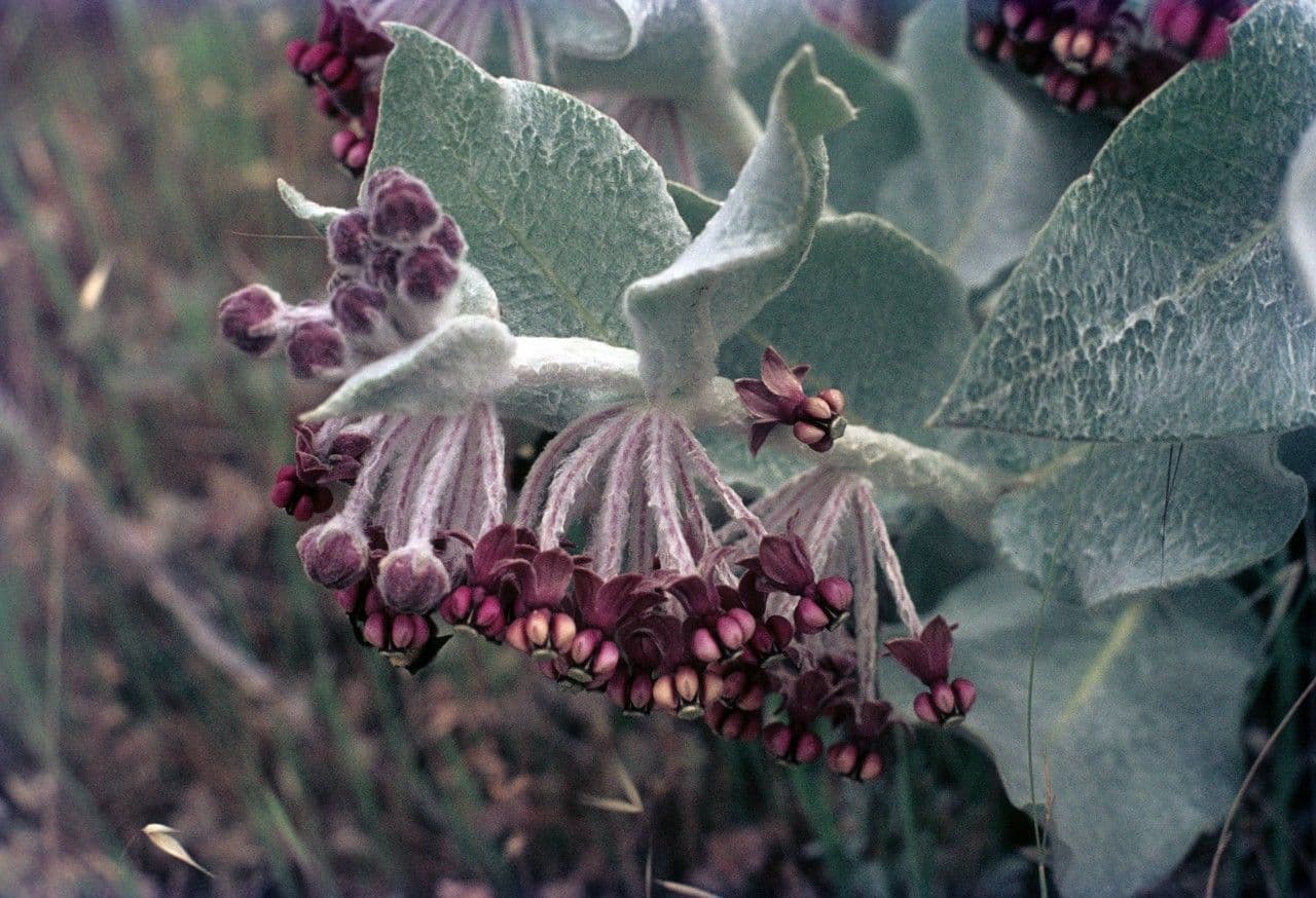 Asclepiade della California 8
