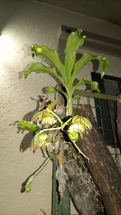 Orchidea střapkatá 6