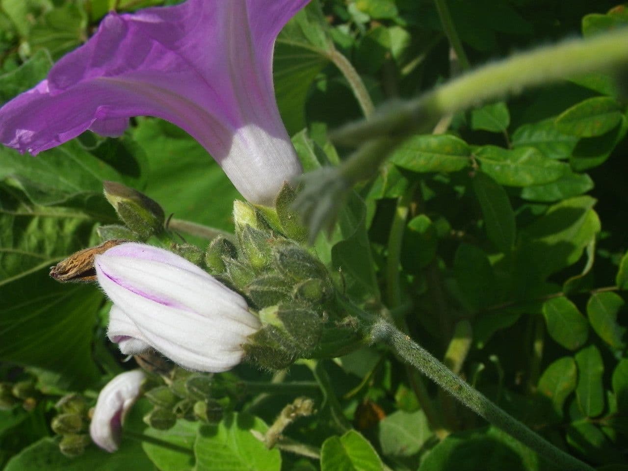 Ipomoea 3