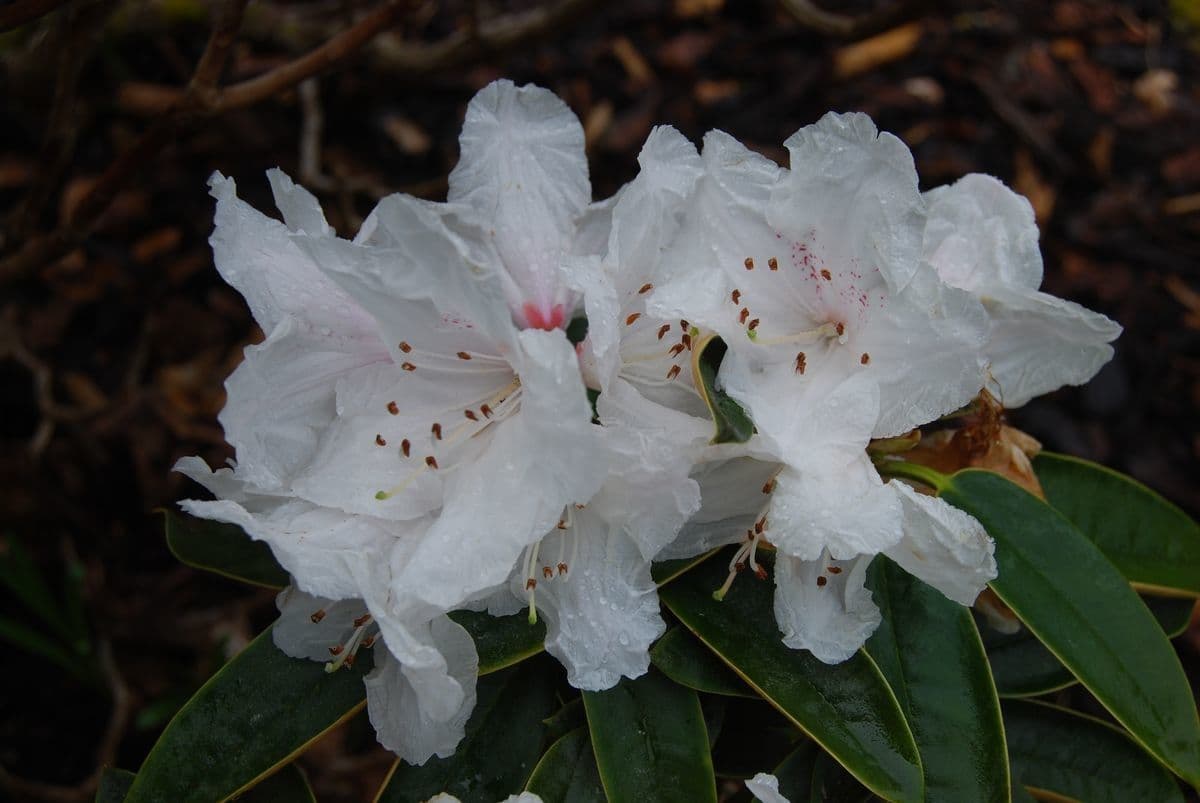 Rododendro