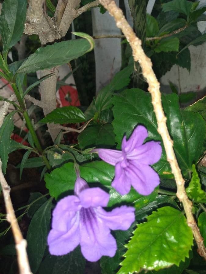 Ruellia