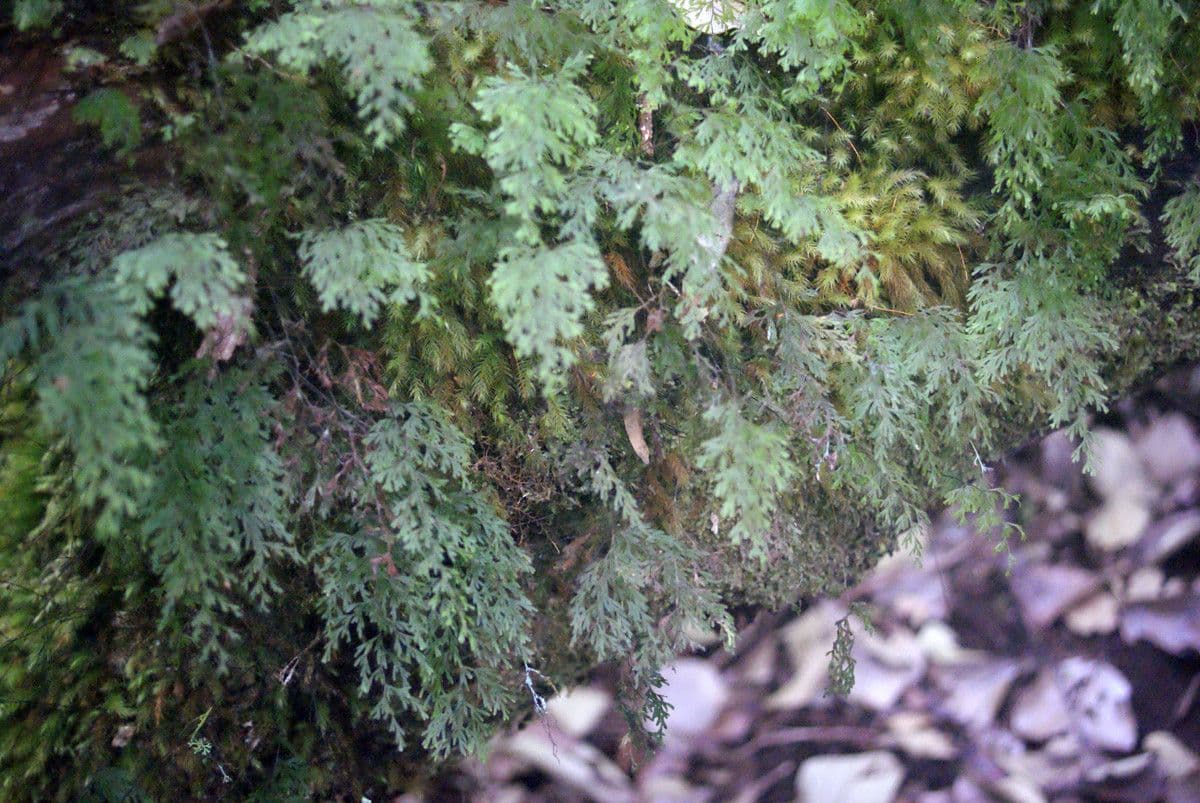 Hymenophyllum 2