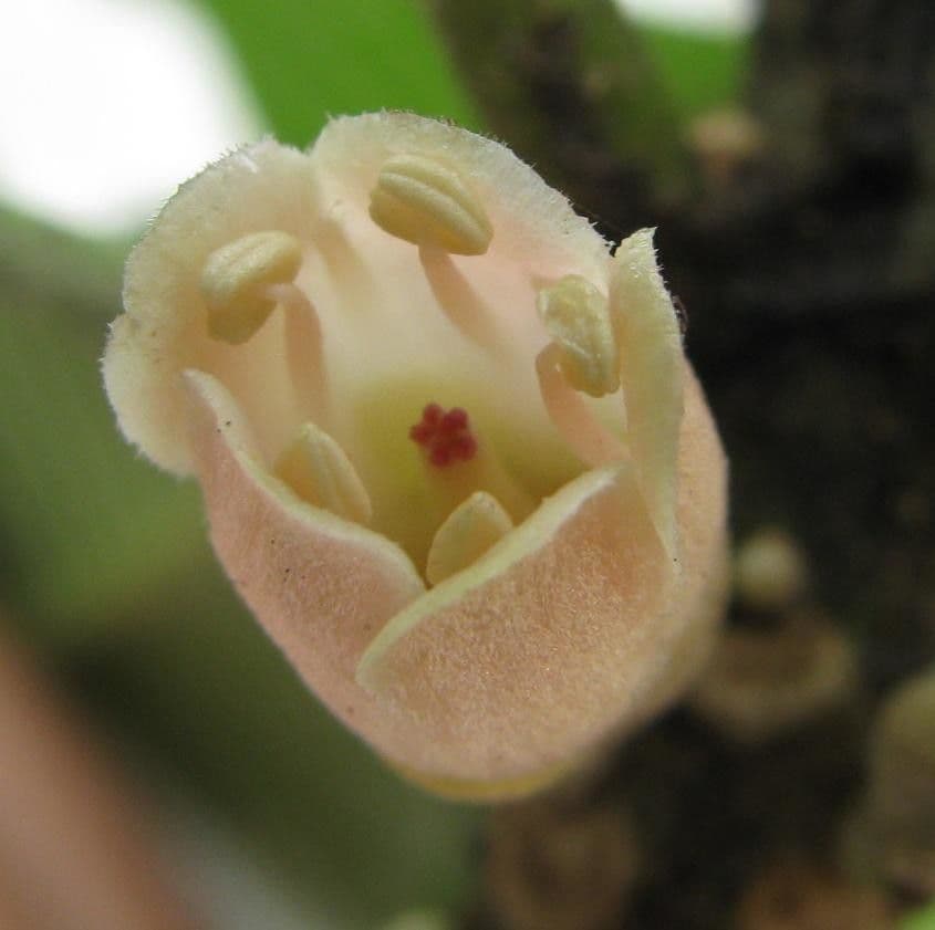 Pouteria 3