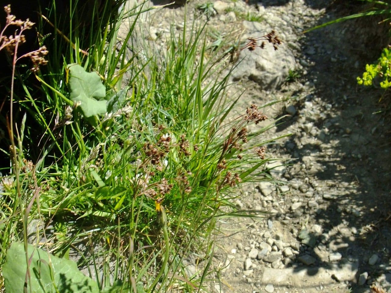 Alpen-Haar-Simse 15