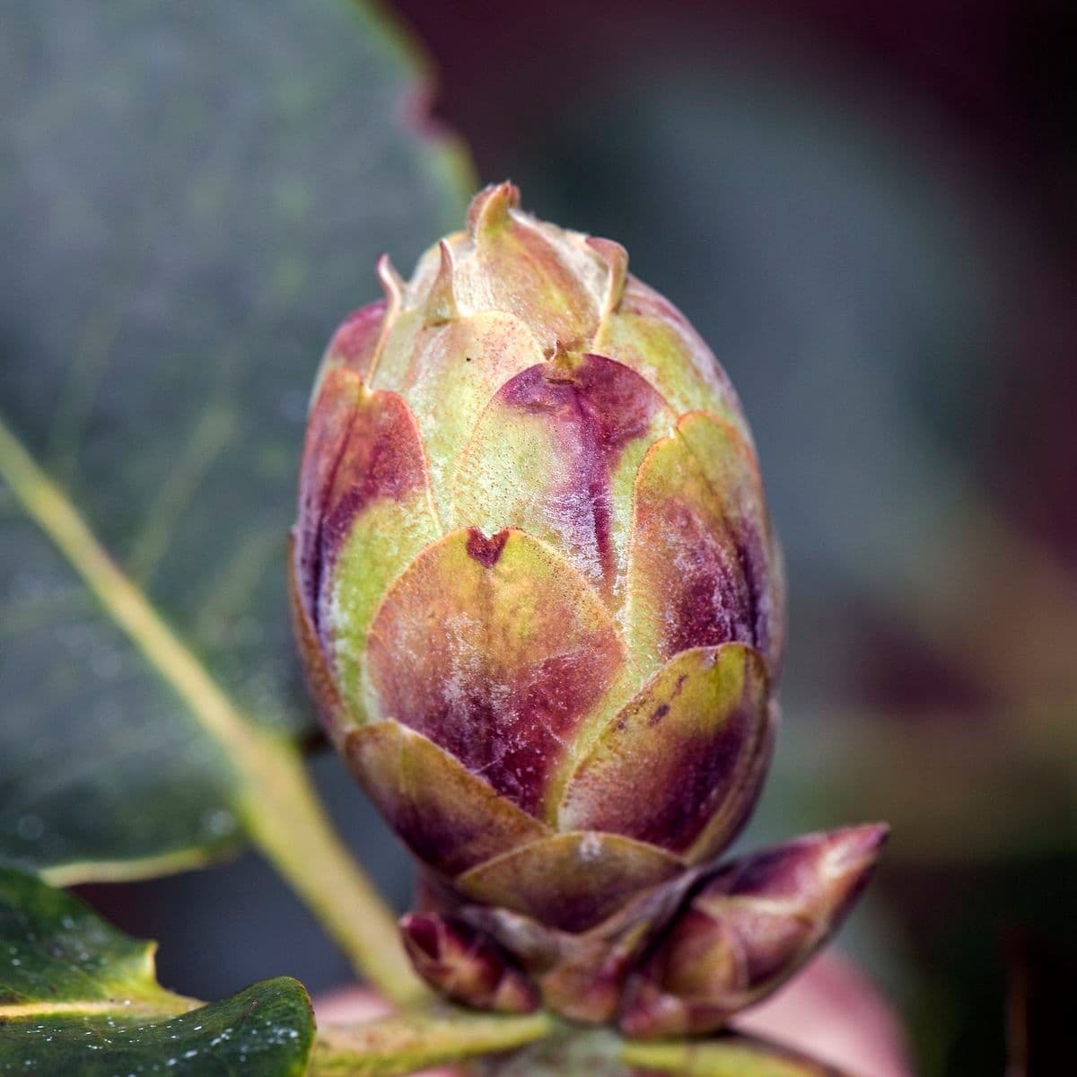 Rododendro 23