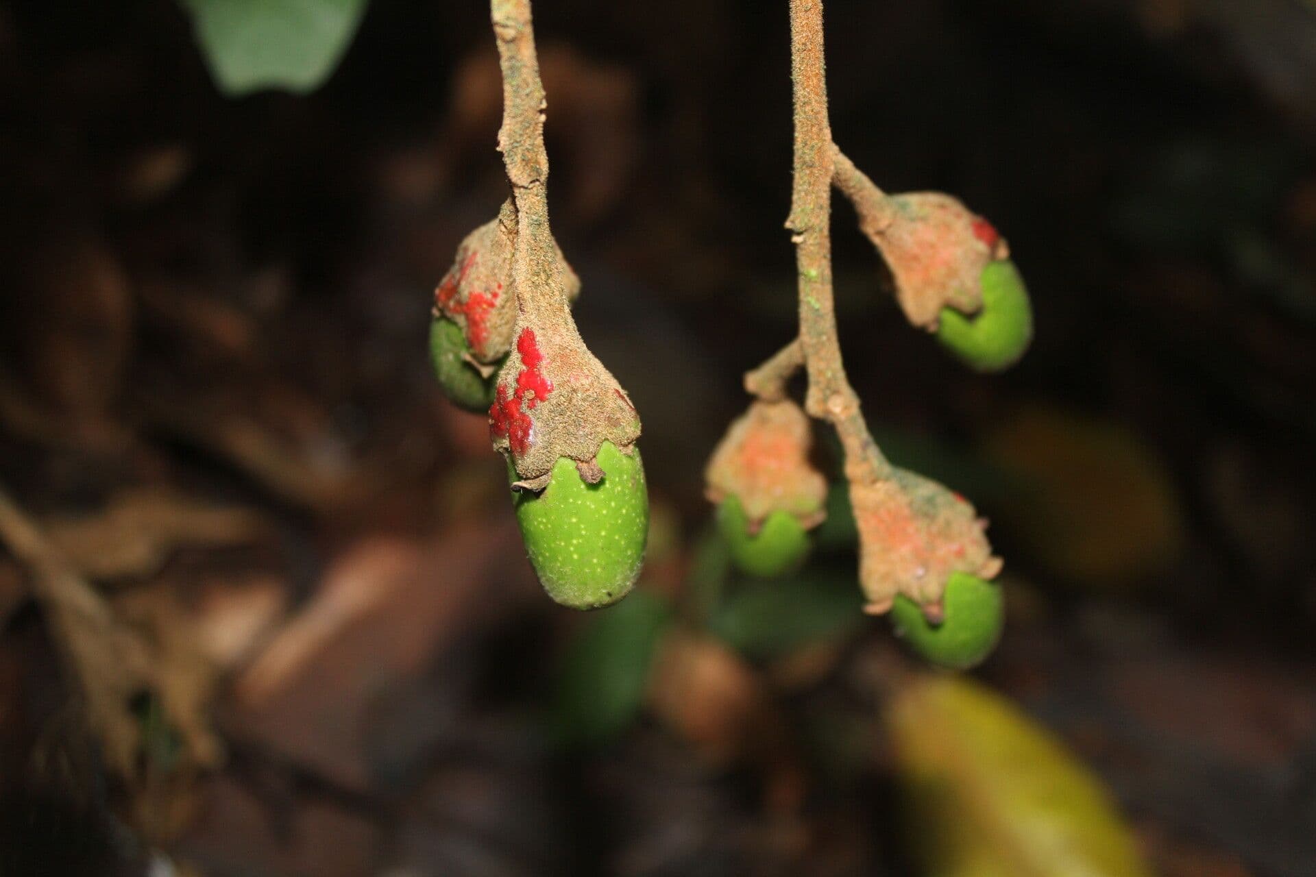 Ocotea 3