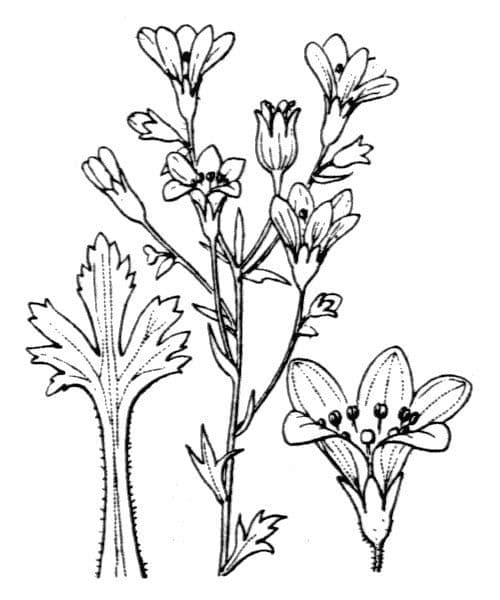 Saxifraga 19