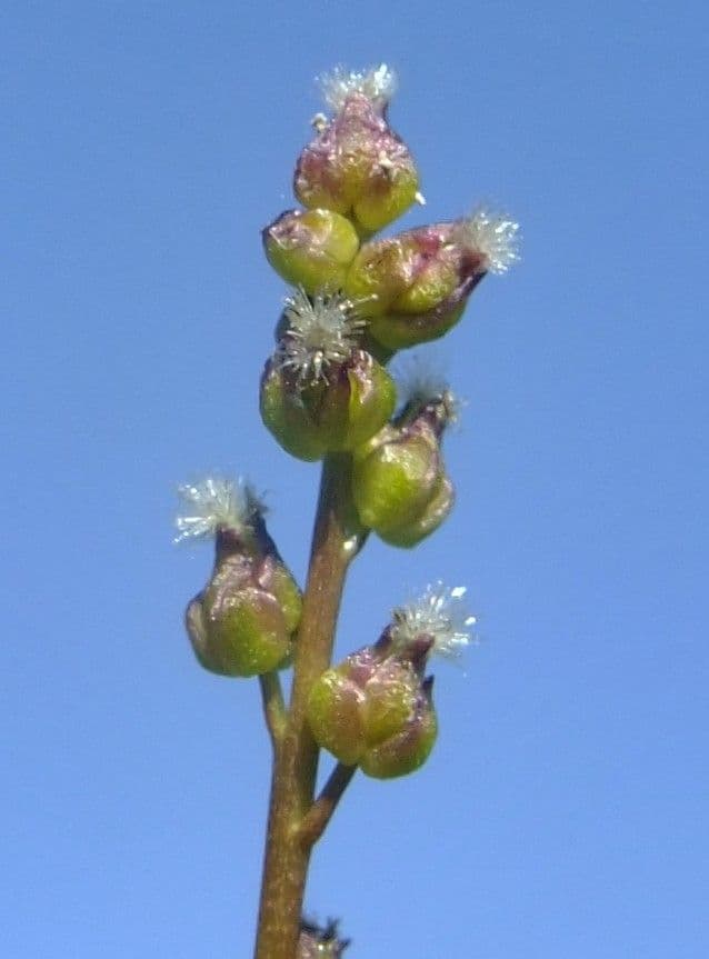 Giuncastrello palustre 8