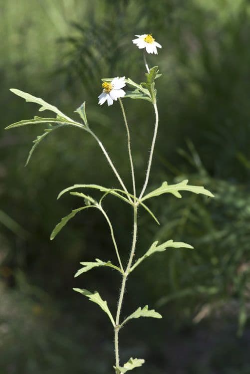 Graues Melampodium 6