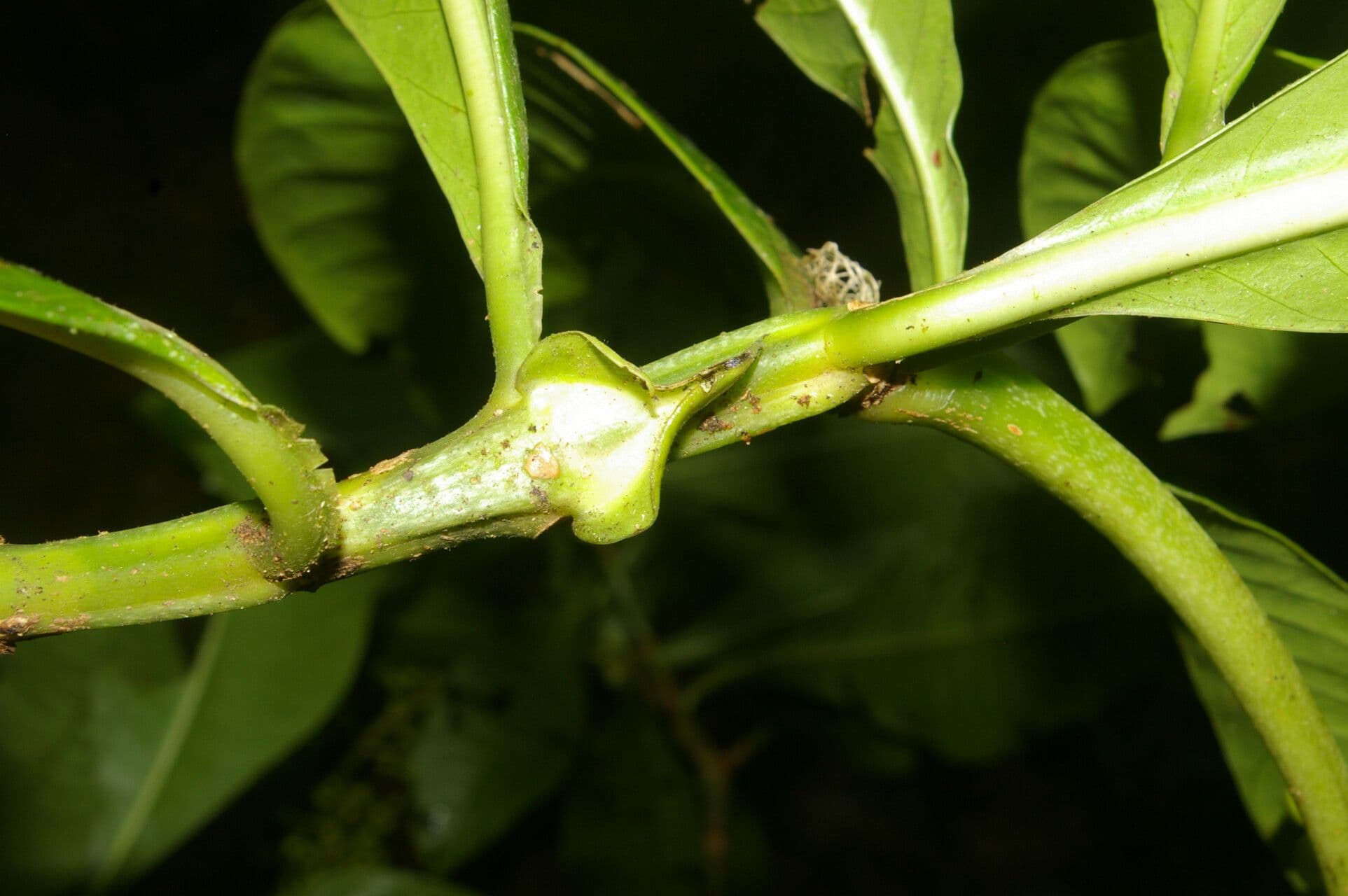 Große Psychotria 21