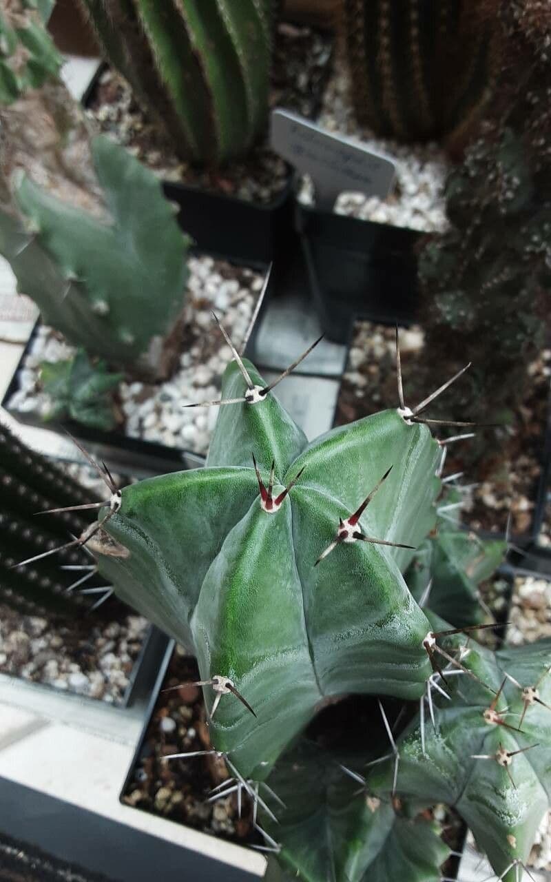 Stenocereus 19