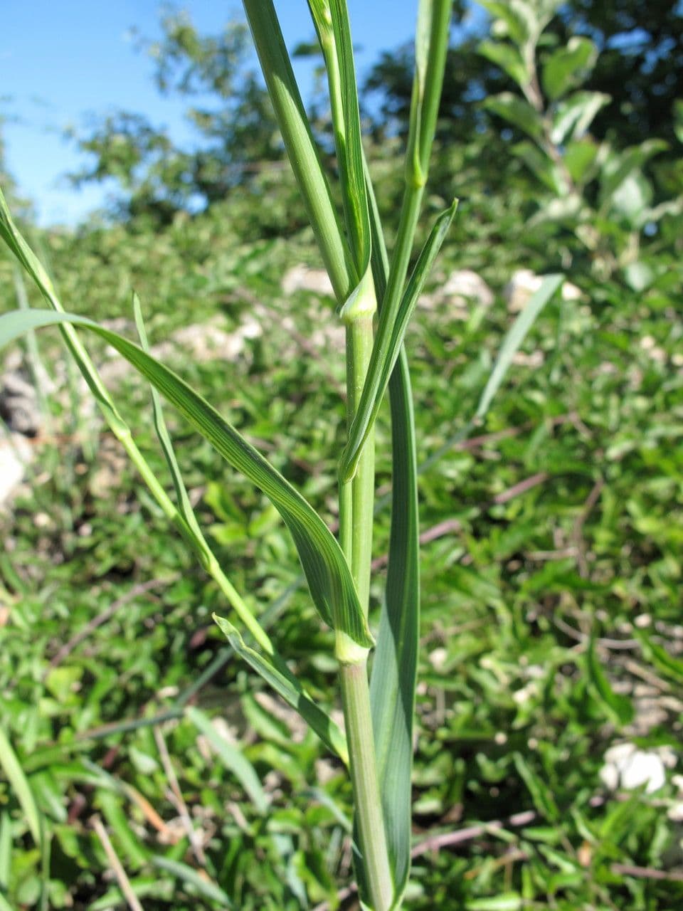 Bupleurum 25