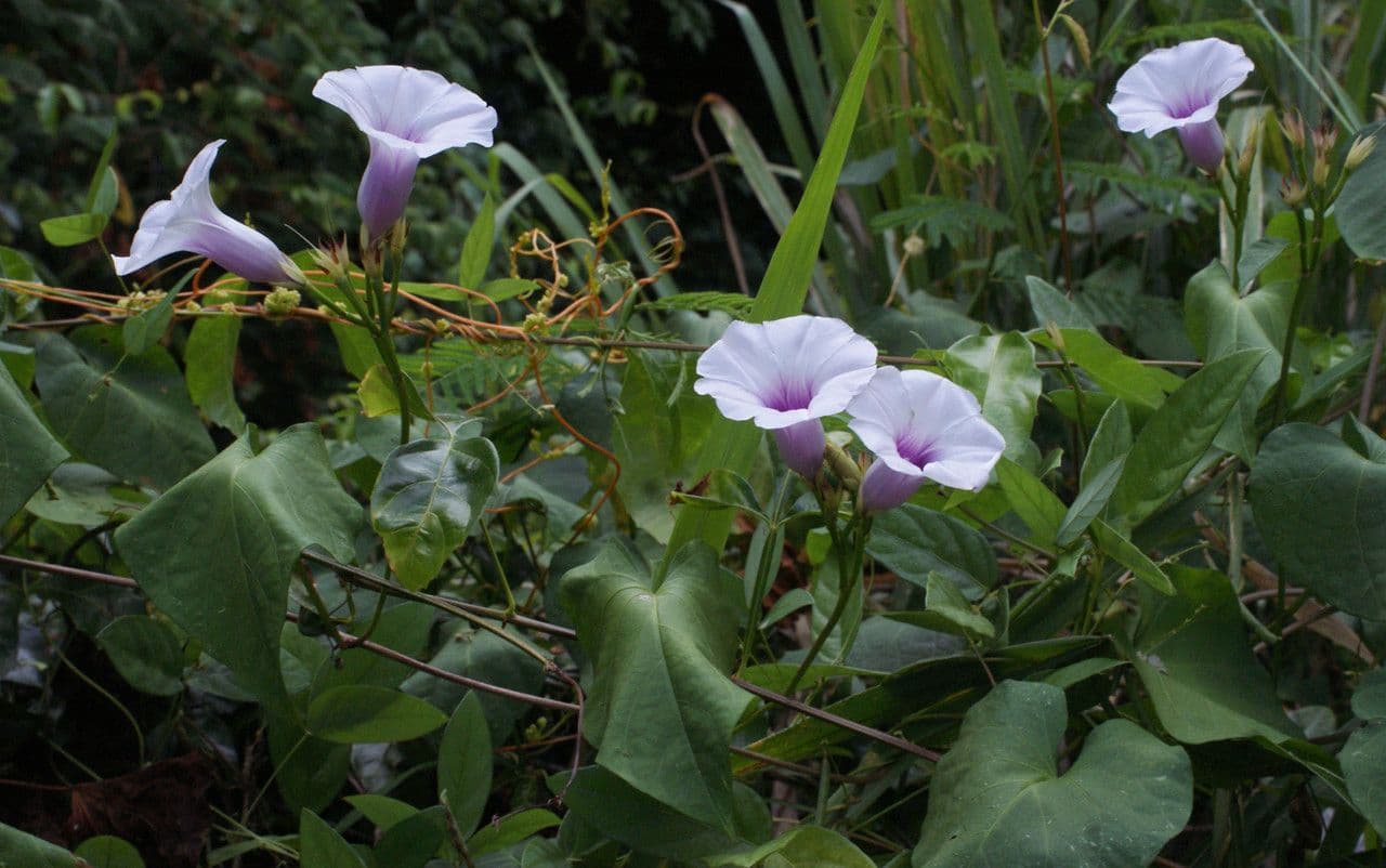 Ipomea carnosa 12