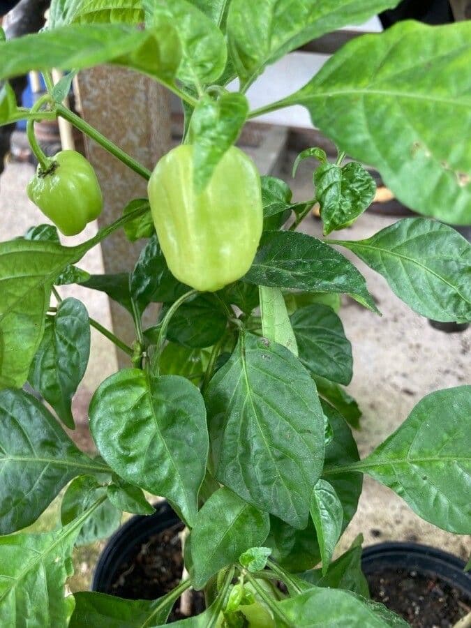 Peperoncino cinese 8