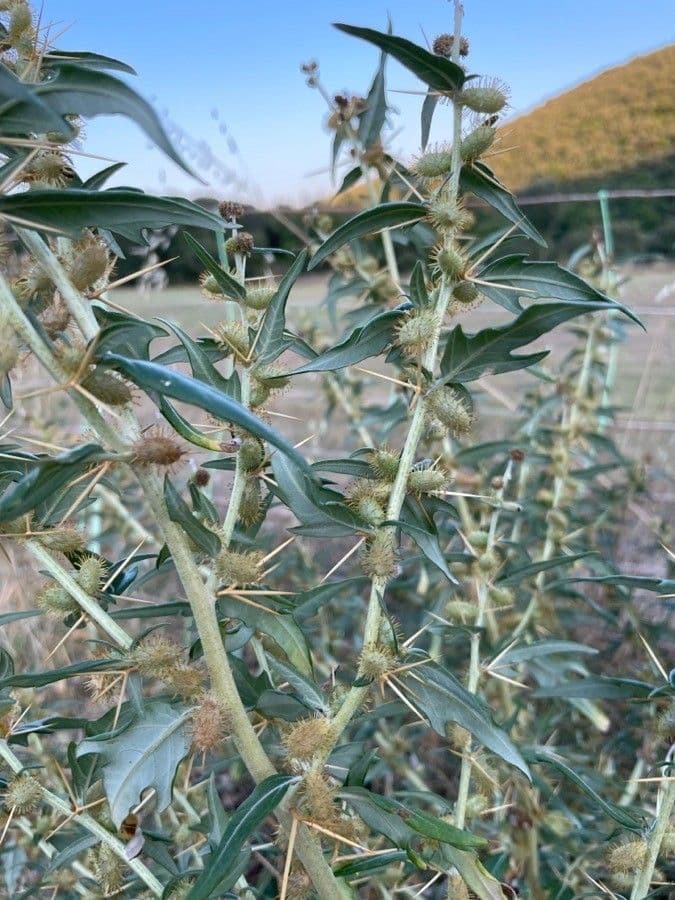 Lappola spinosa 15