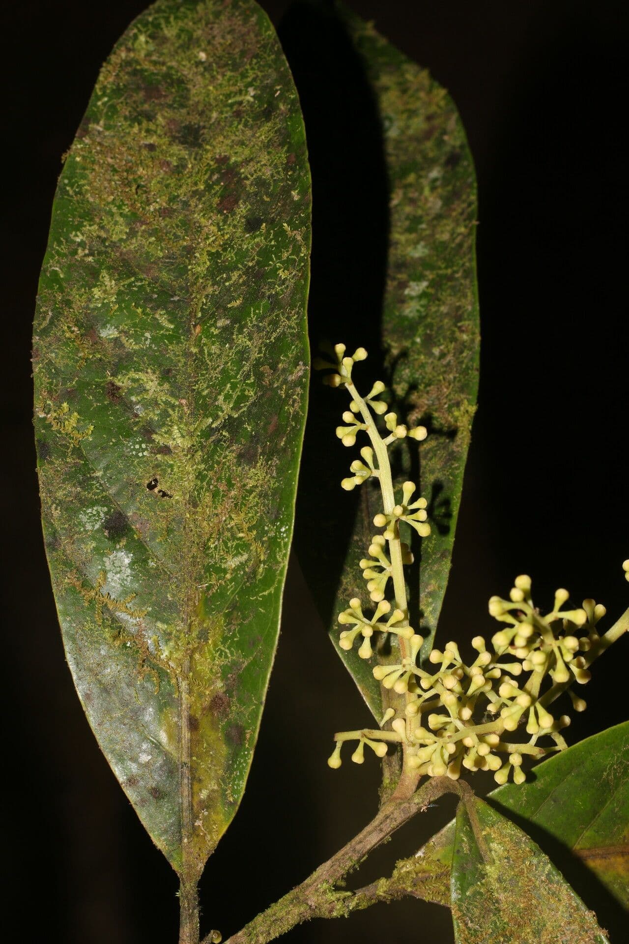 Ocotea leucoxylon 6