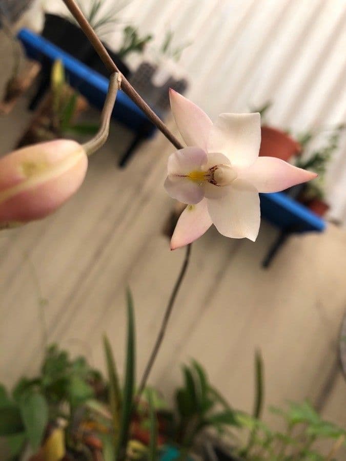 Orchidea 3