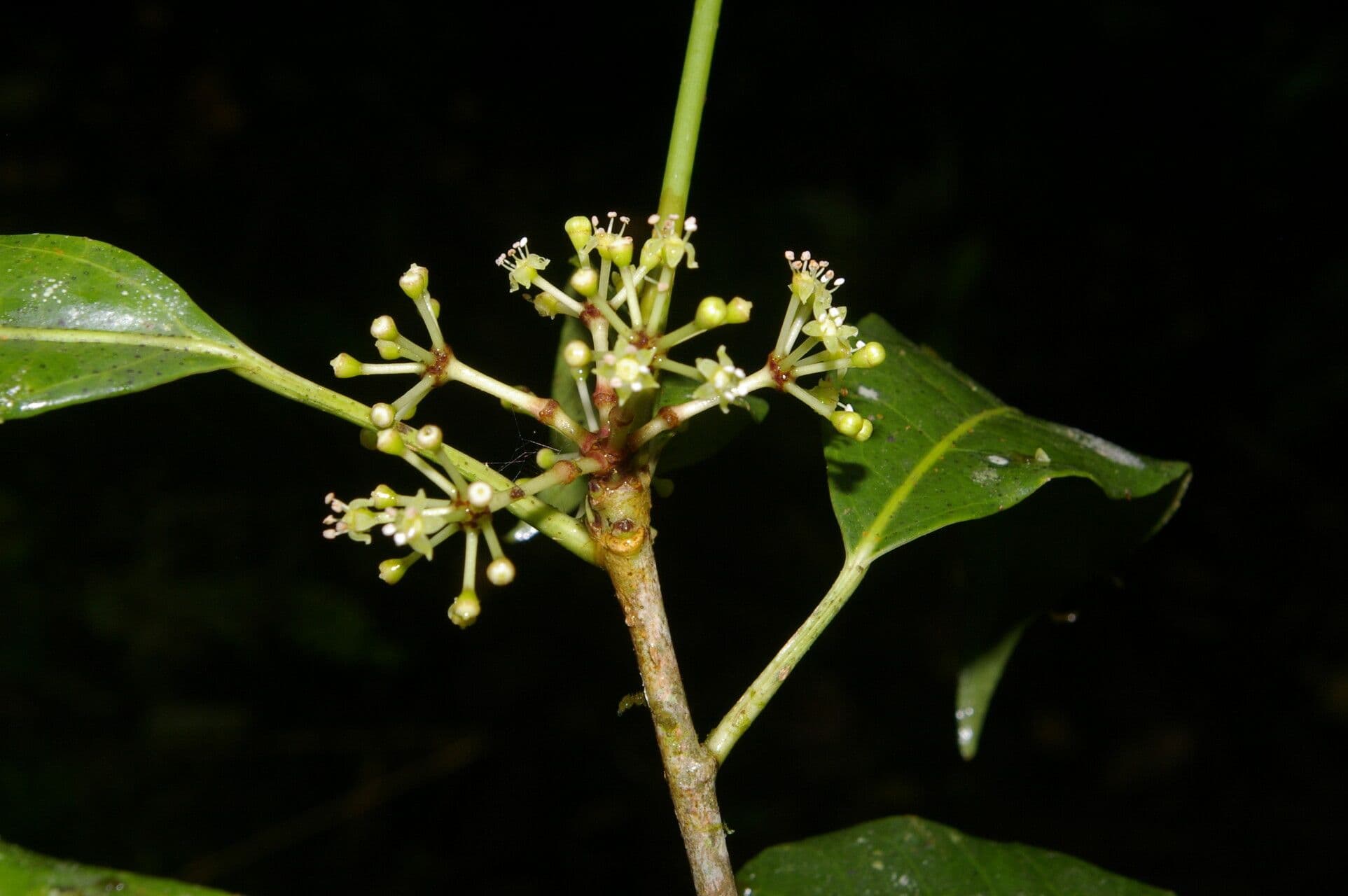 Dendropanax