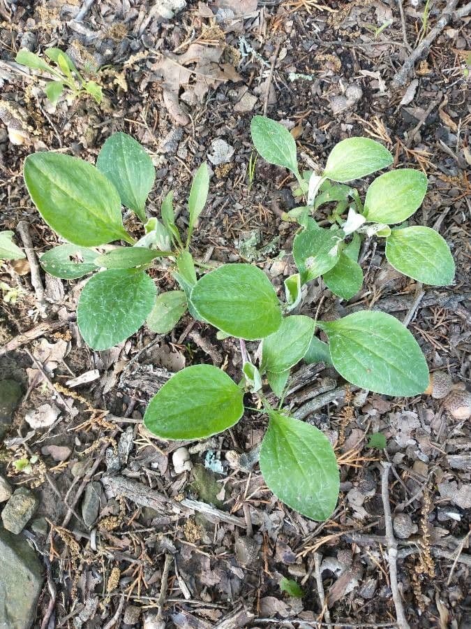 Antennaria de hoja de llantén 20