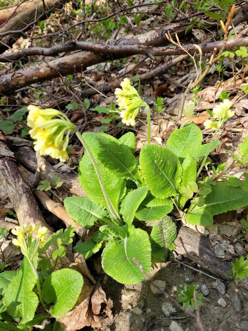 Primula maggiore 25