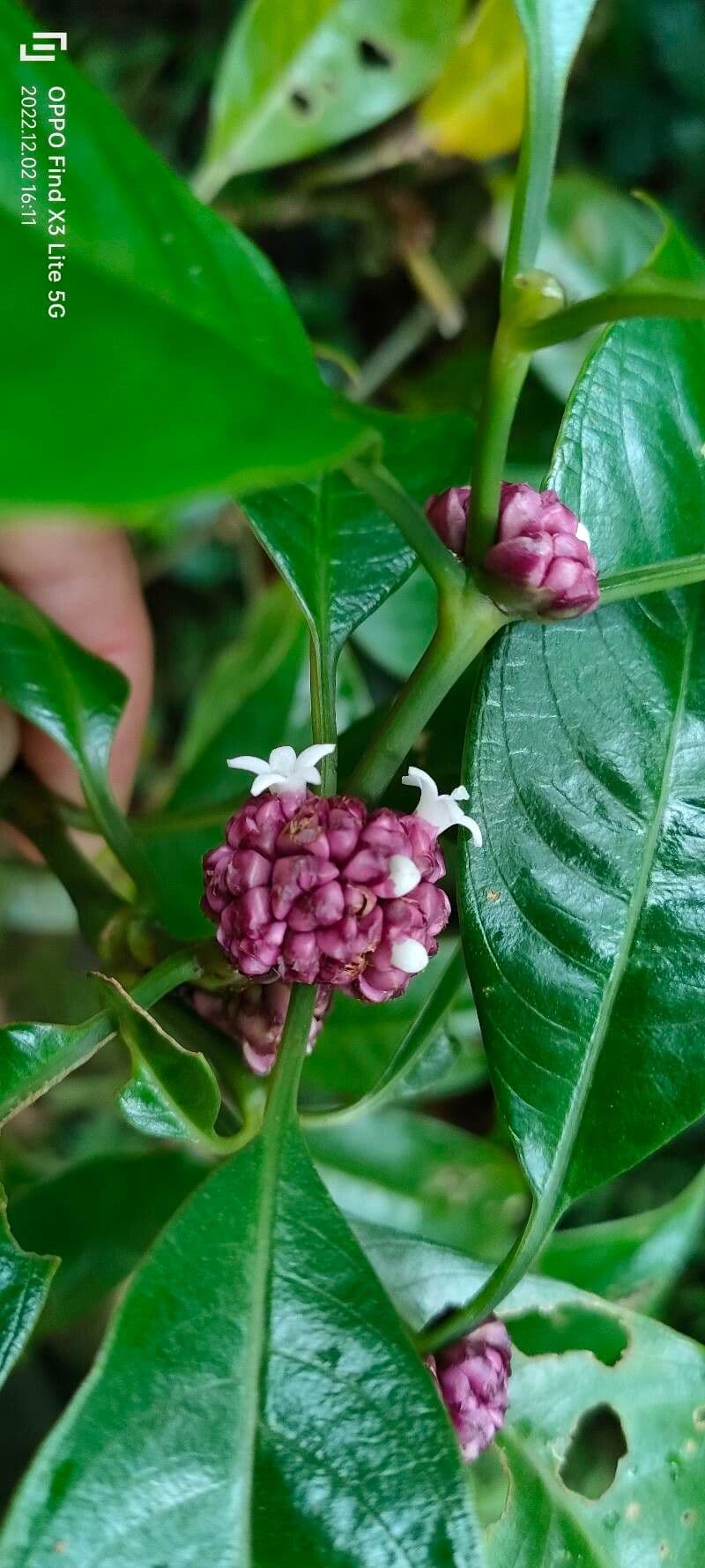 Palicourea axillaris 3