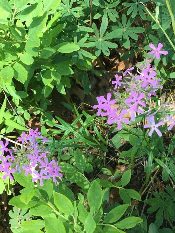 Zottiger Phlox 11