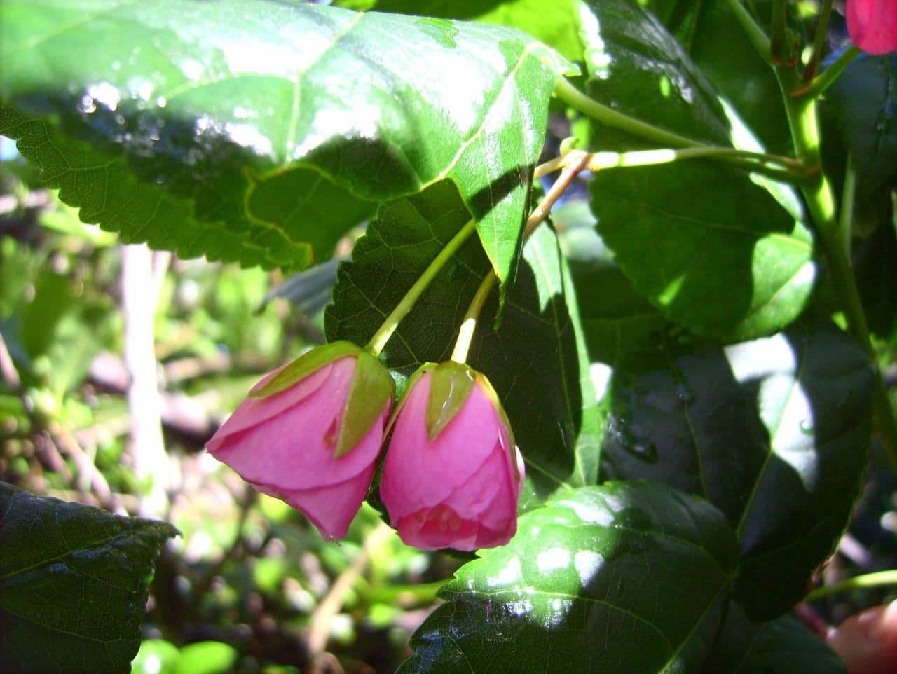 Dombeya 3