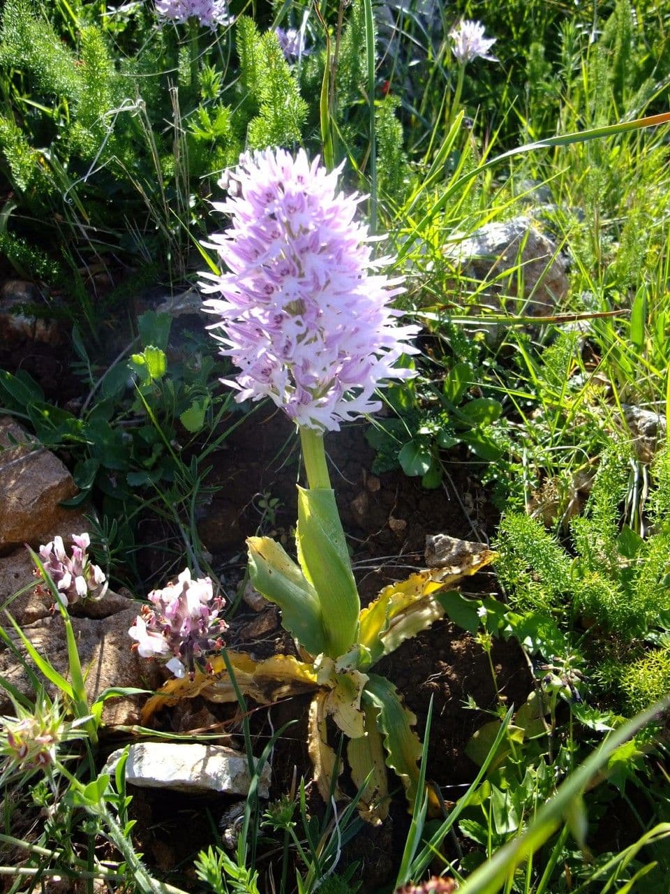 Orchide Uomo Nudo 7