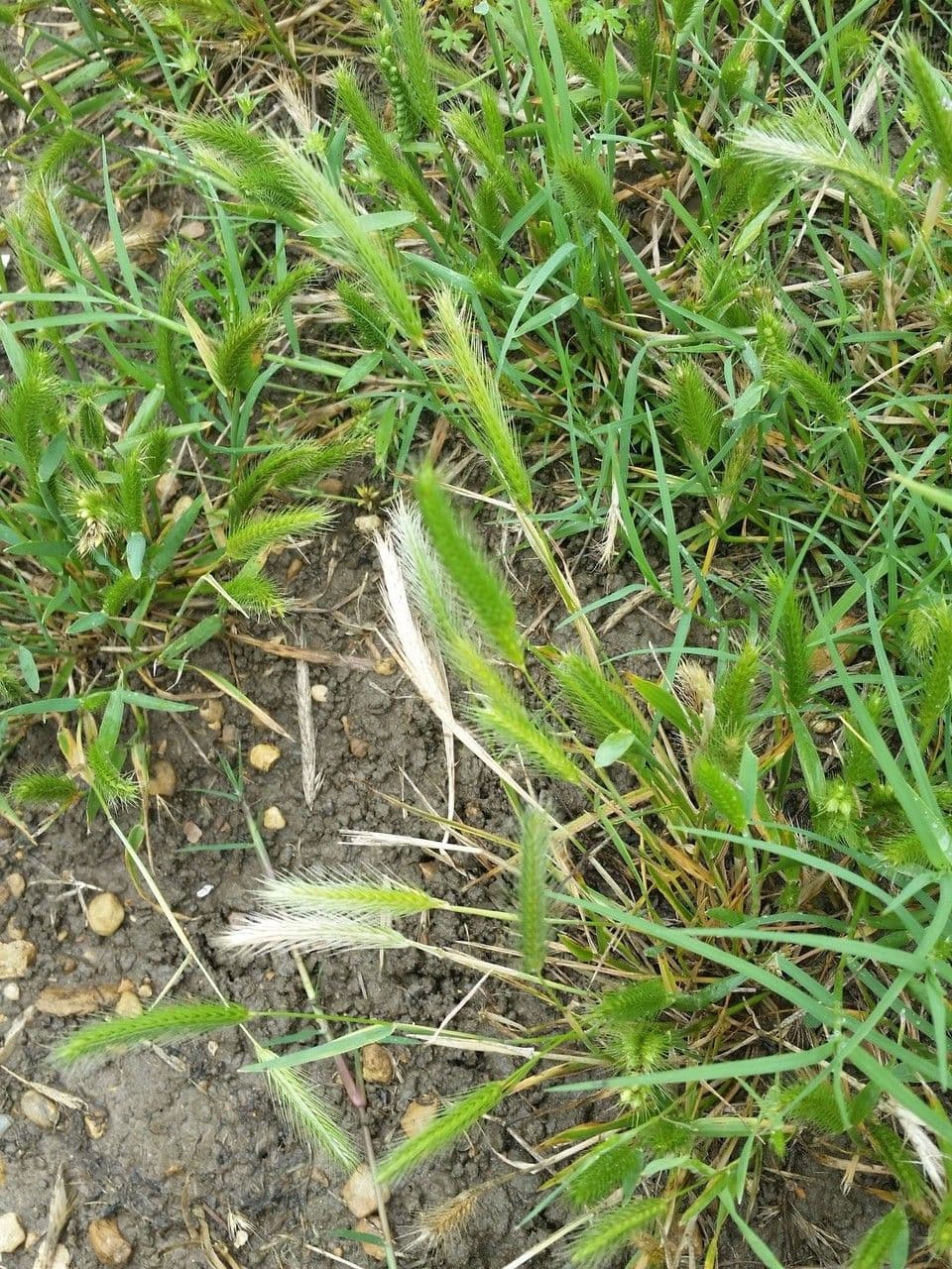 Orzo piccolo 14